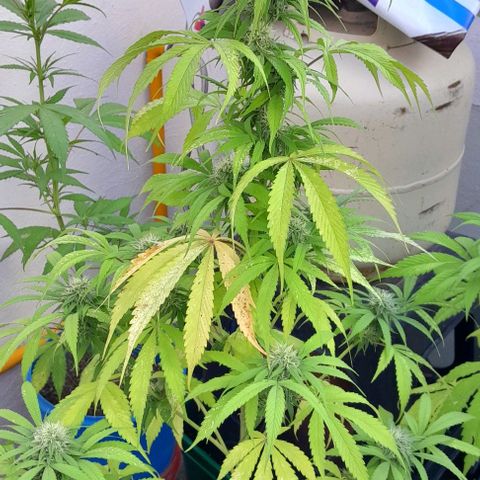 Kush growlog timeline photo