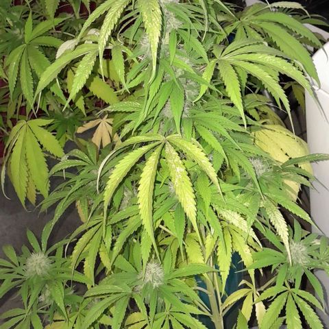 Kush growlog timeline photo
