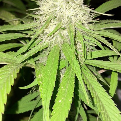 Kush growlog timeline photo