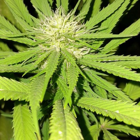Verde limón  growlog timeline photo
