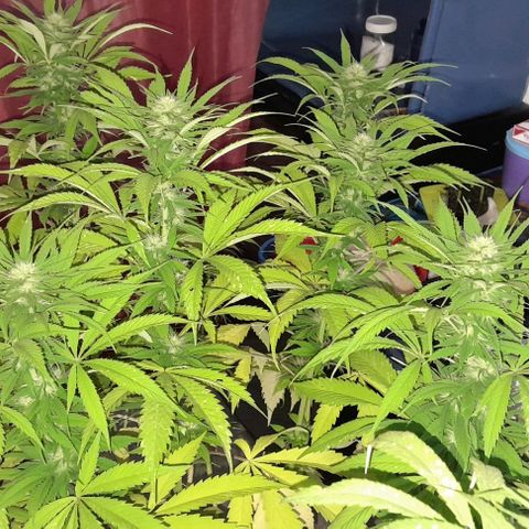 Verde limón  growlog timeline photo