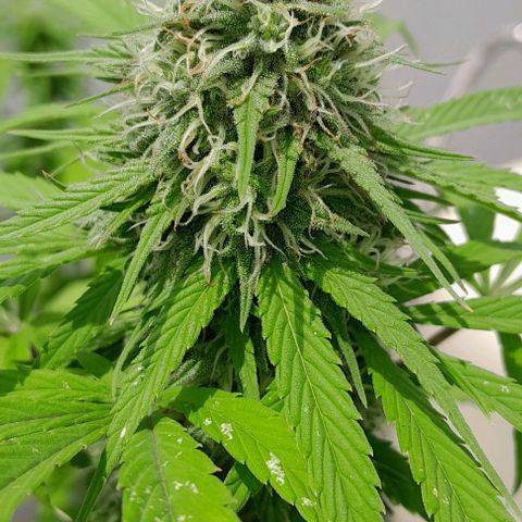 Kush growlog timeline photo