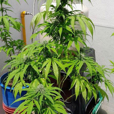 Kush growlog timeline photo