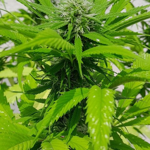 Verde limón  growlog timeline photo