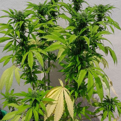 Verde limón  growlog timeline photo
