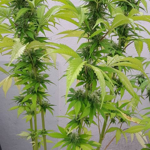 Verde limón  growlog timeline photo