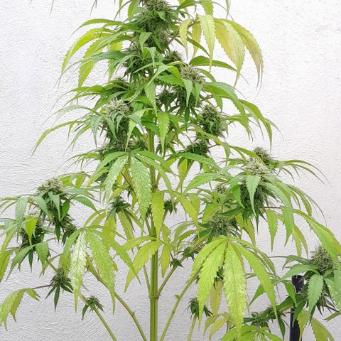 Kush growlog timeline photo