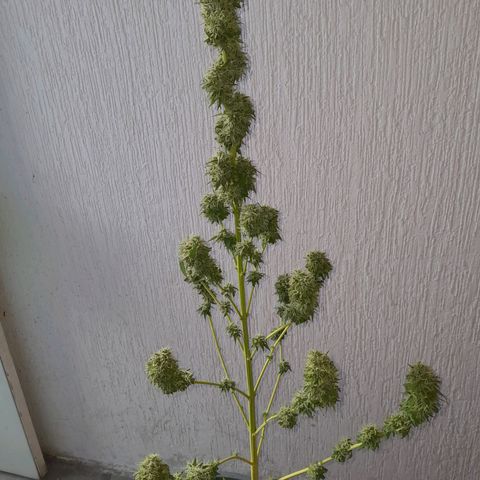 Kush growlog timeline photo