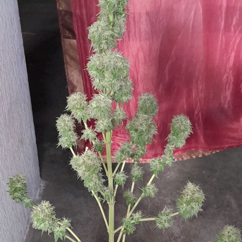 Kush growlog timeline photo