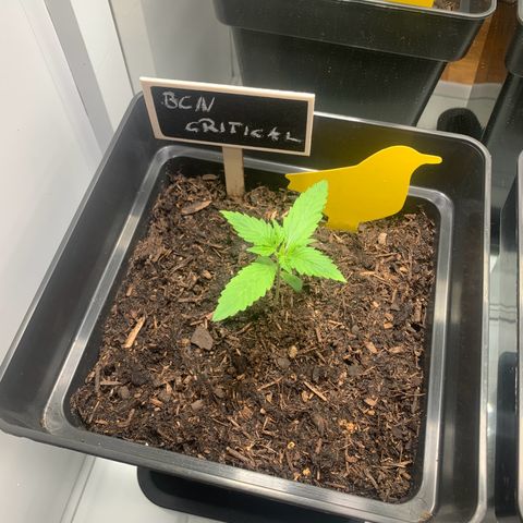 BCN Critical XXL Autoflower growlog timeline photo