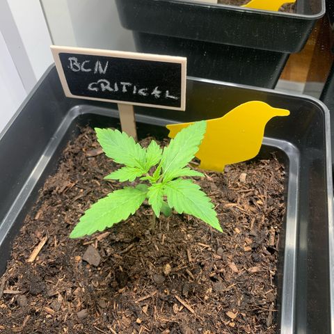 BCN Critical XXL Autoflower growlog timeline photo