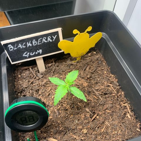 Blackberry Gum Autoflower growlog timeline photo