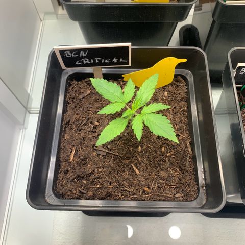 BCN Critical XXL Autoflower growlog timeline photo