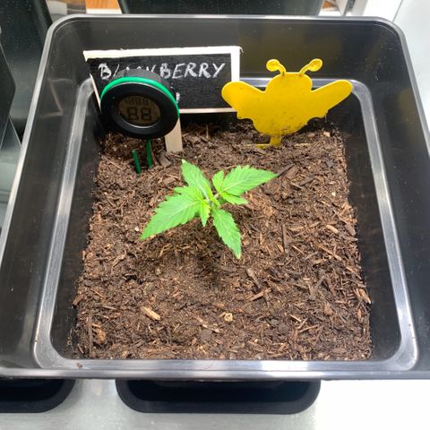 Blackberry Gum Autoflower growlog timeline photo