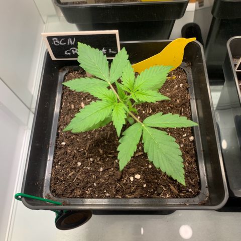 BCN Critical XXL Autoflower growlog timeline photo