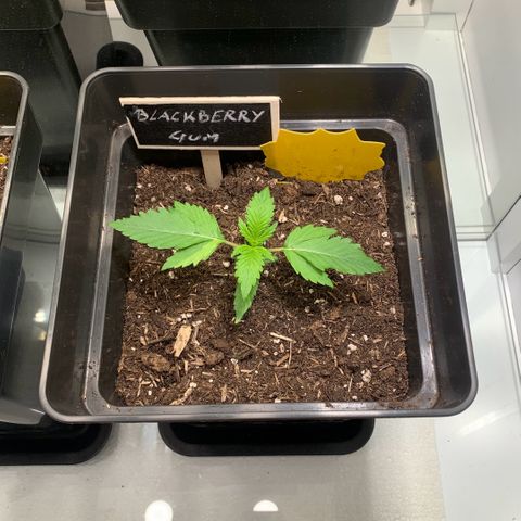 Blackberry Gum Autoflower growlog timeline photo