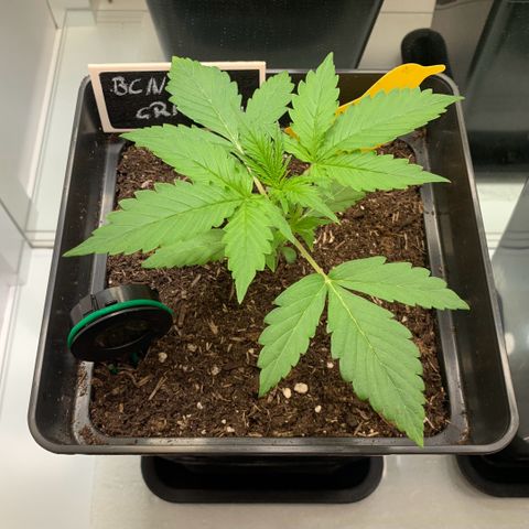 BCN Critical XXL Autoflower growlog timeline photo