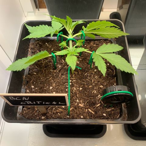 BCN Critical XXL Autoflower growlog photo: Begonnen mit LST