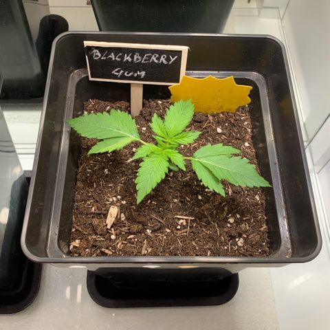 Blackberry Gum Autoflower growlog timeline photo