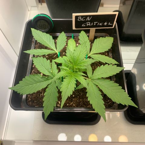 BCN Critical XXL Autoflower growlog timeline photo