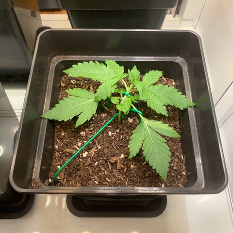 Blackberry Gum Autoflower growlog photo: Begonnen mit LST