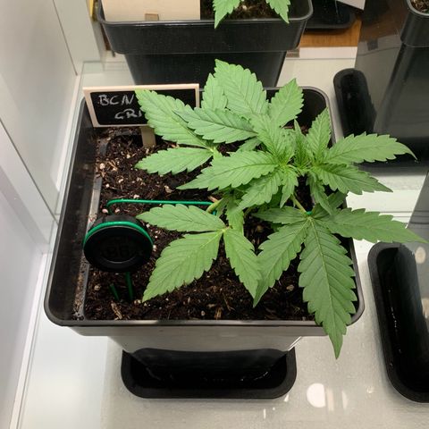 BCN Critical XXL Autoflower growlog timeline photo