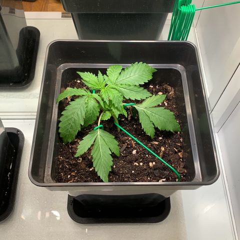 Blackberry Gum Autoflower growlog timeline photo