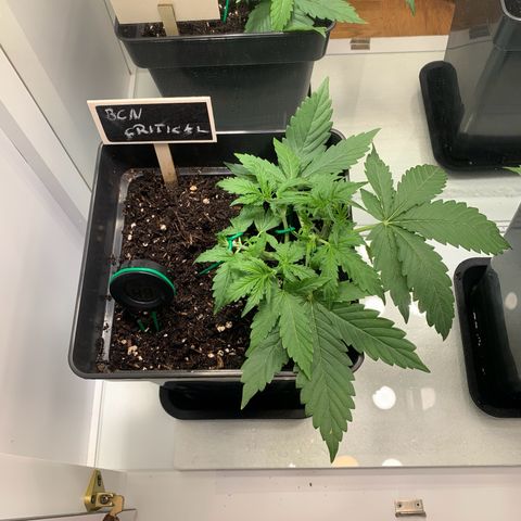 BCN Critical XXL Autoflower growlog timeline photo
