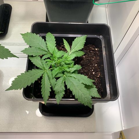 Blackberry Gum Autoflower growlog timeline photo