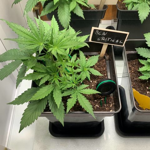 BCN Critical XXL Autoflower growlog photo: Tägliches LST