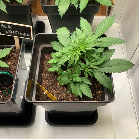 Blackberry Gum Autoflower growlog photo: Tägliches LST
