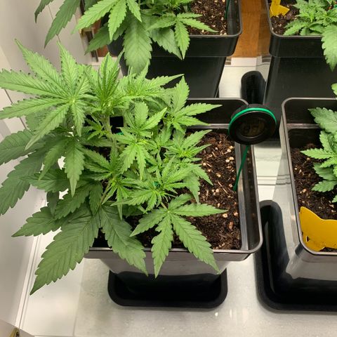 BCN Critical XXL Autoflower growlog timeline photo