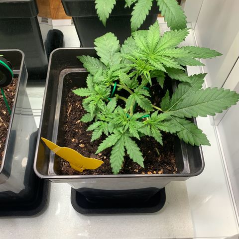 Blackberry Gum Autoflower growlog timeline photo