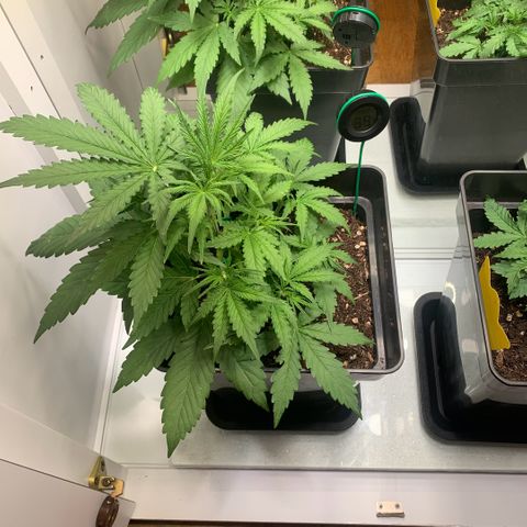 BCN Critical XXL Autoflower growlog timeline photo