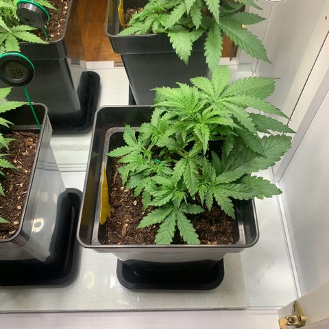 Blackberry Gum Autoflower growlog timeline photo