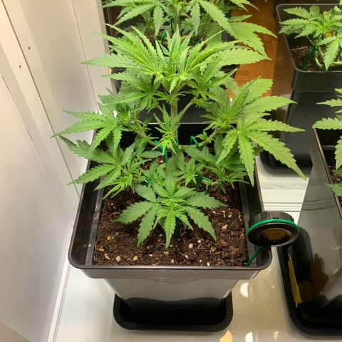BCN Critical XXL Autoflower growlog timeline photo