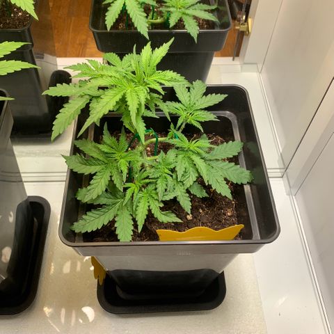 Blackberry Gum Autoflower growlog timeline photo