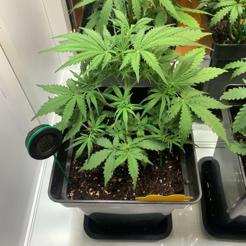 BCN Critical XXL Autoflower growlog timeline photo