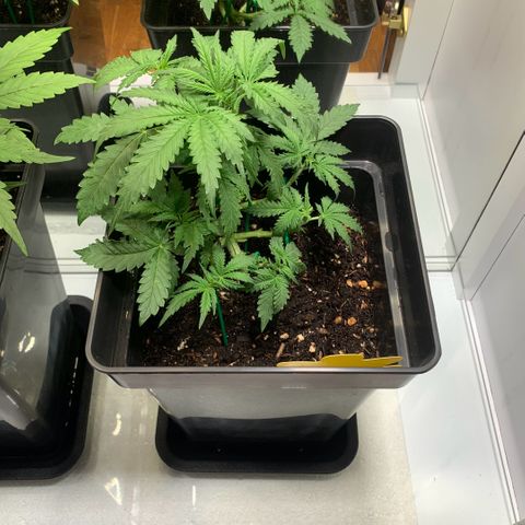 Blackberry Gum Autoflower growlog timeline photo