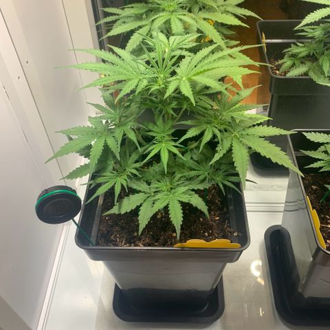 BCN Critical XXL Autoflower growlog timeline photo