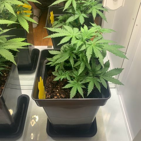 Blackberry Gum Autoflower growlog timeline photo