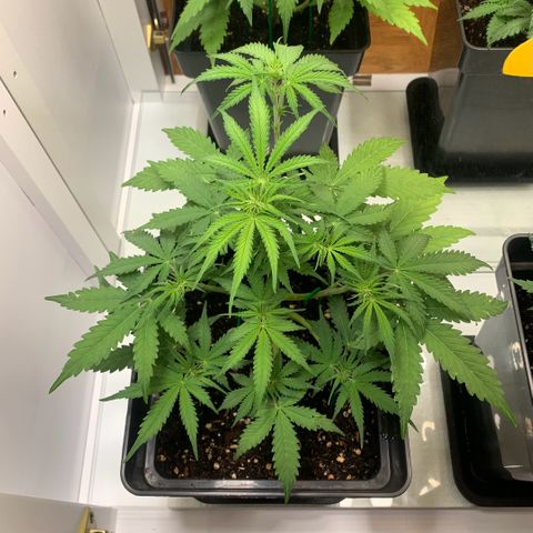 BCN Critical XXL Autoflower growlog timeline photo