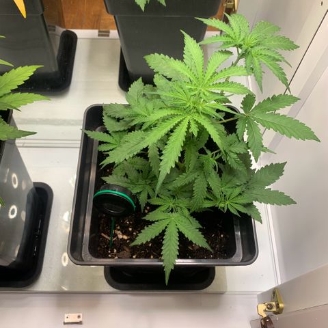 Blackberry Gum Autoflower growlog timeline photo