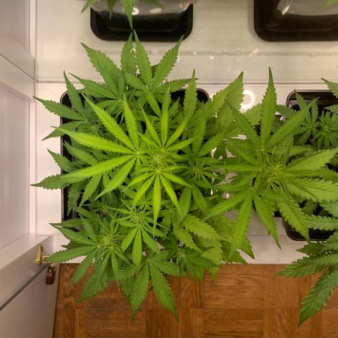 BCN Critical XXL Autoflower growlog timeline photo