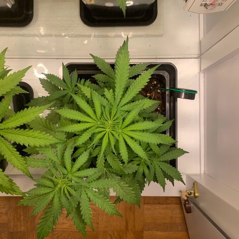 Blackberry Gum Autoflower growlog timeline photo