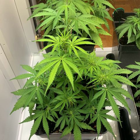 BCN Critical XXL Autoflower growlog timeline photo