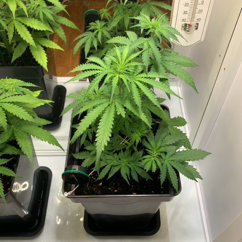 Blackberry Gum Autoflower growlog timeline photo