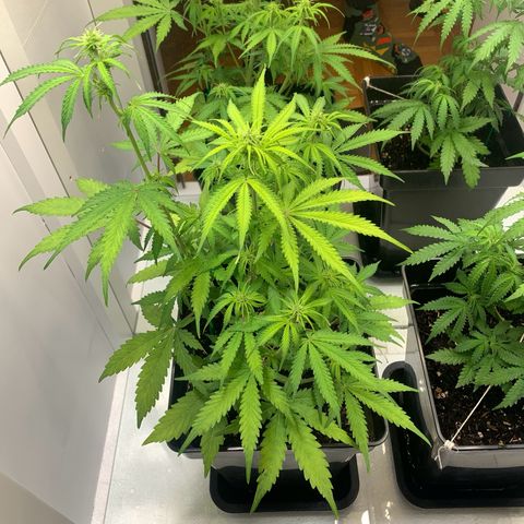 BCN Critical XXL Autoflower growlog timeline photo