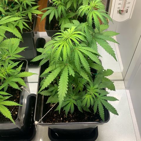 Blackberry Gum Autoflower growlog timeline photo