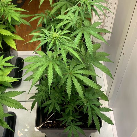 Blackberry Gum Autoflower growlog timeline photo
